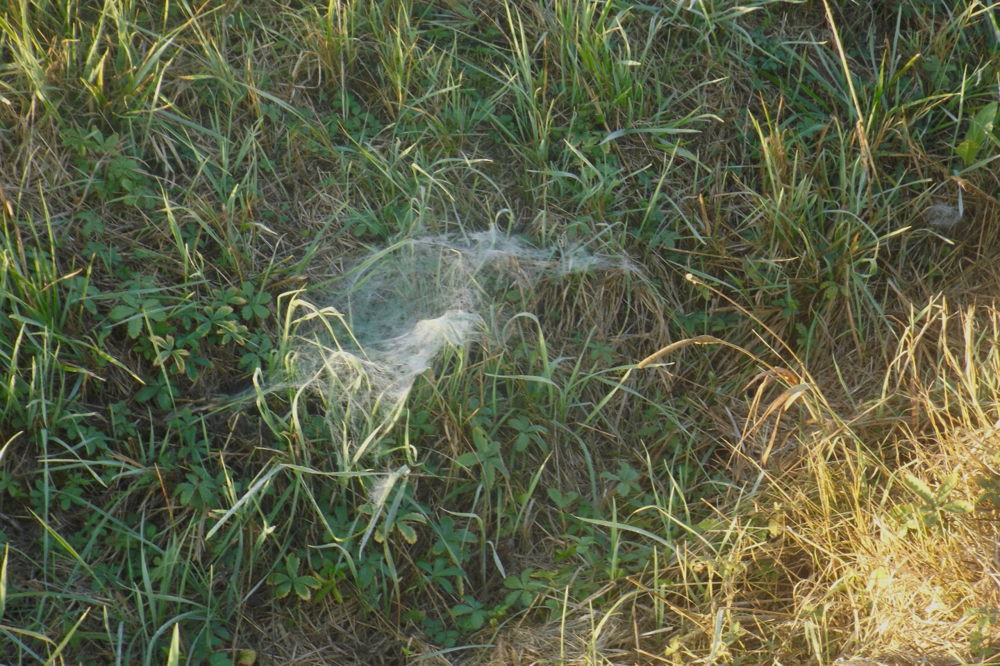 Spinnweben im Morgentau